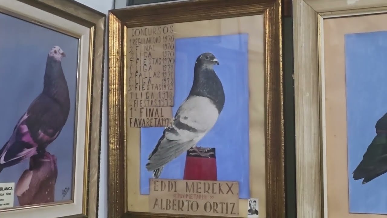 Observacion y Curiosidades del Mundo del Palomos deportivo en Valencia 
