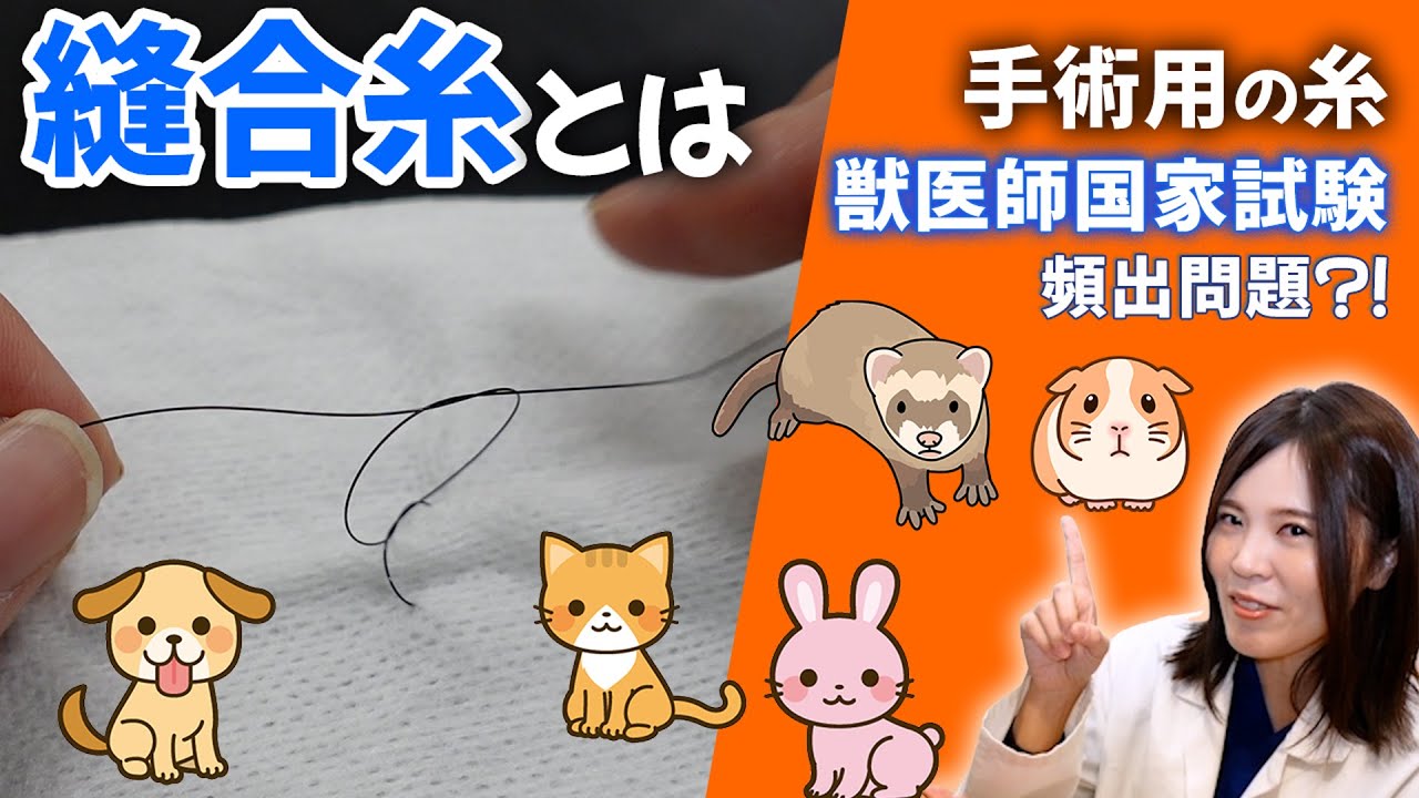 獣医師国家資格試験に頻出?! 「縫合糸」の特徴｜動物病院で働きたいと思っている獣医師や動物看護師を目指す学生必見