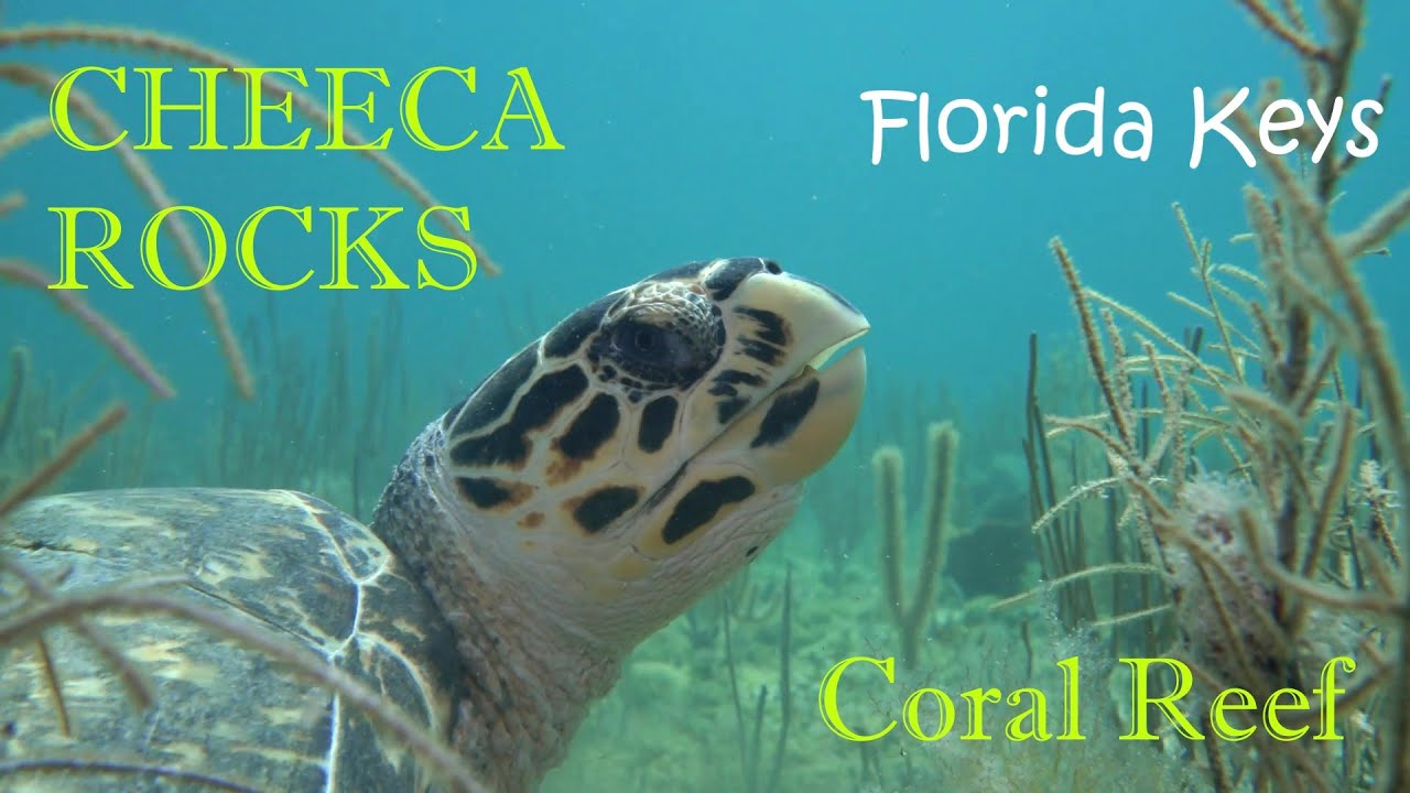 2 Minutes of Underwater Paradise in the Florida Keys Brought To You By Hank the Hawksbill Turtle