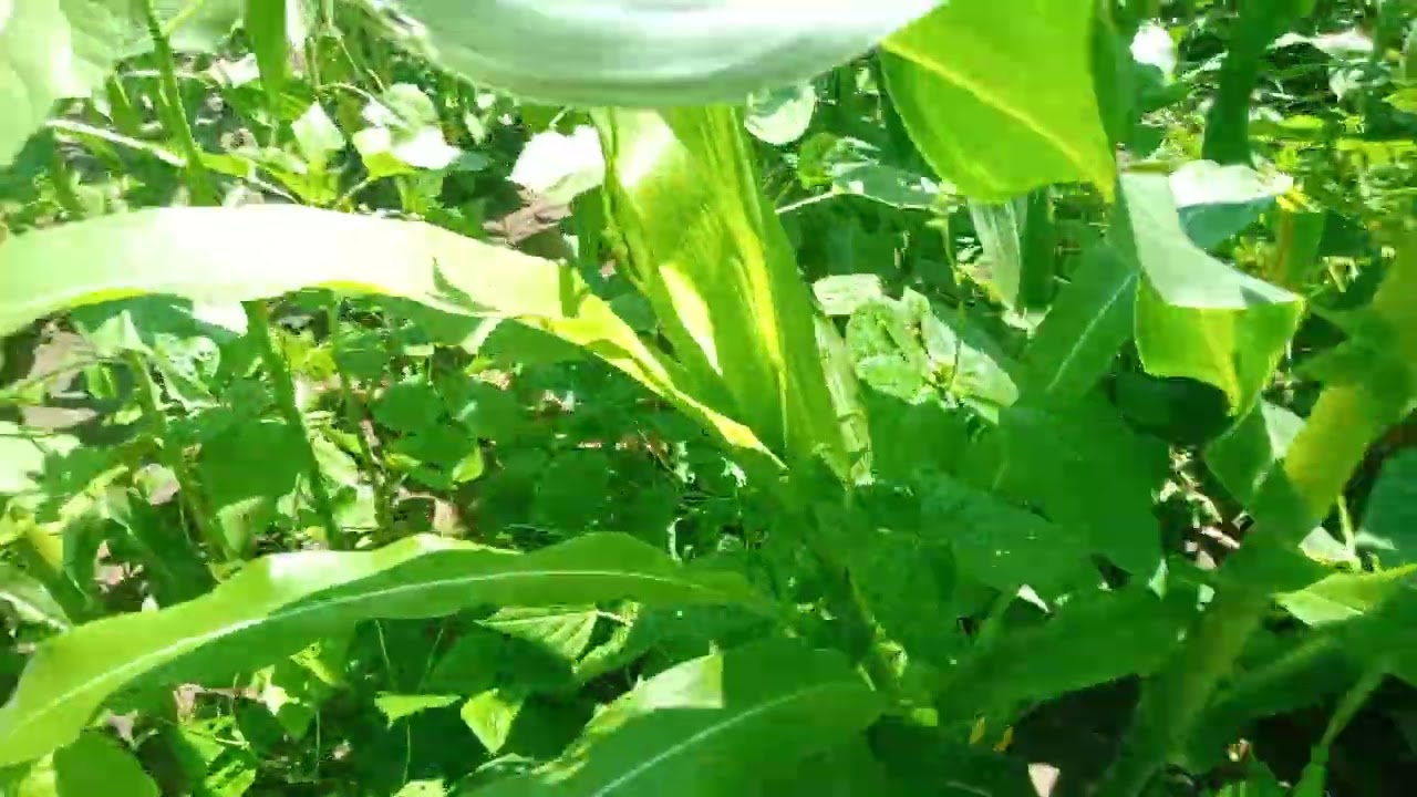 Full Episode World's 1st Annual Extensive Regenerative Biodiversified Farming Project 🧺