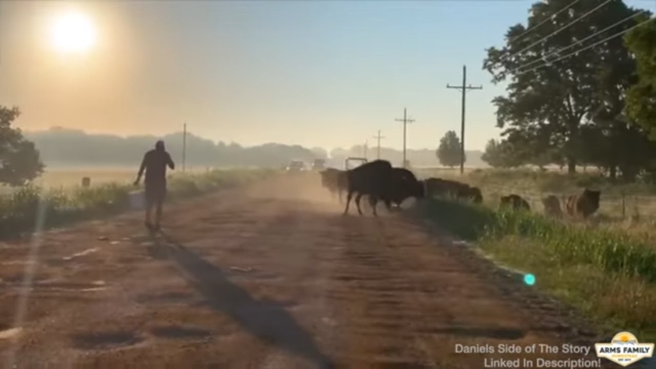 Our Bison Herd Ran Away!