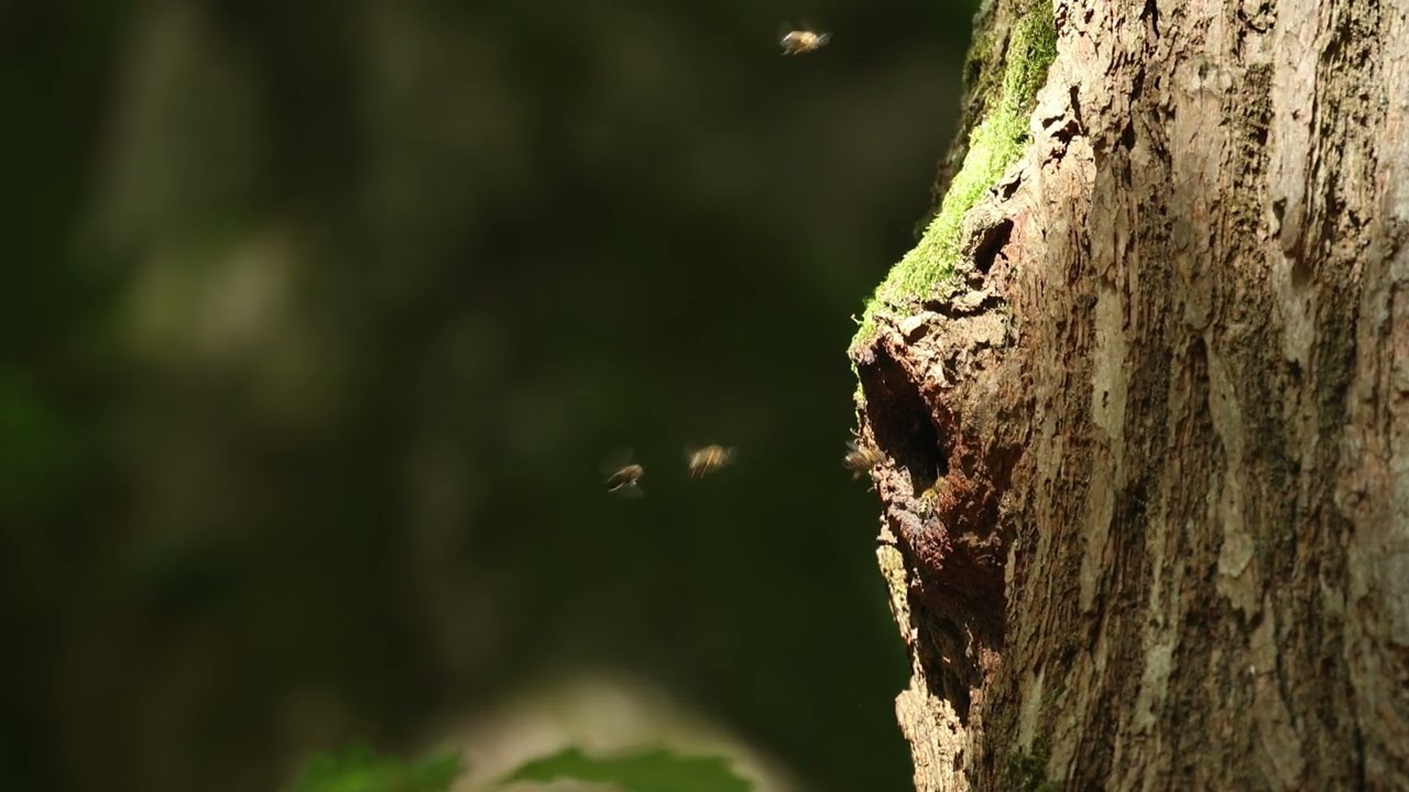 Following the wild bees