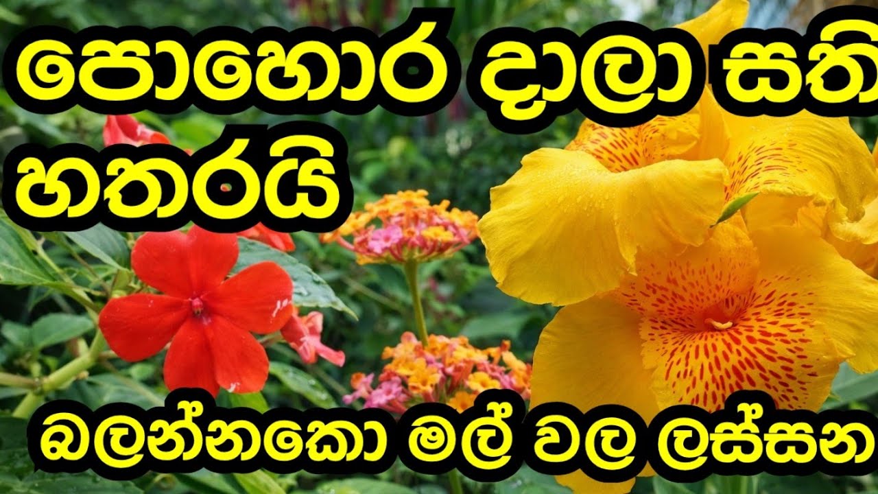 How to make garden ලස්සනම මල් මිදුලට කරපු දේවල් වල ප්‍රතිපල 