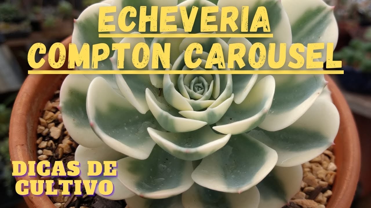 #ECHEVERIA Compton carousel. como cultiva-la.