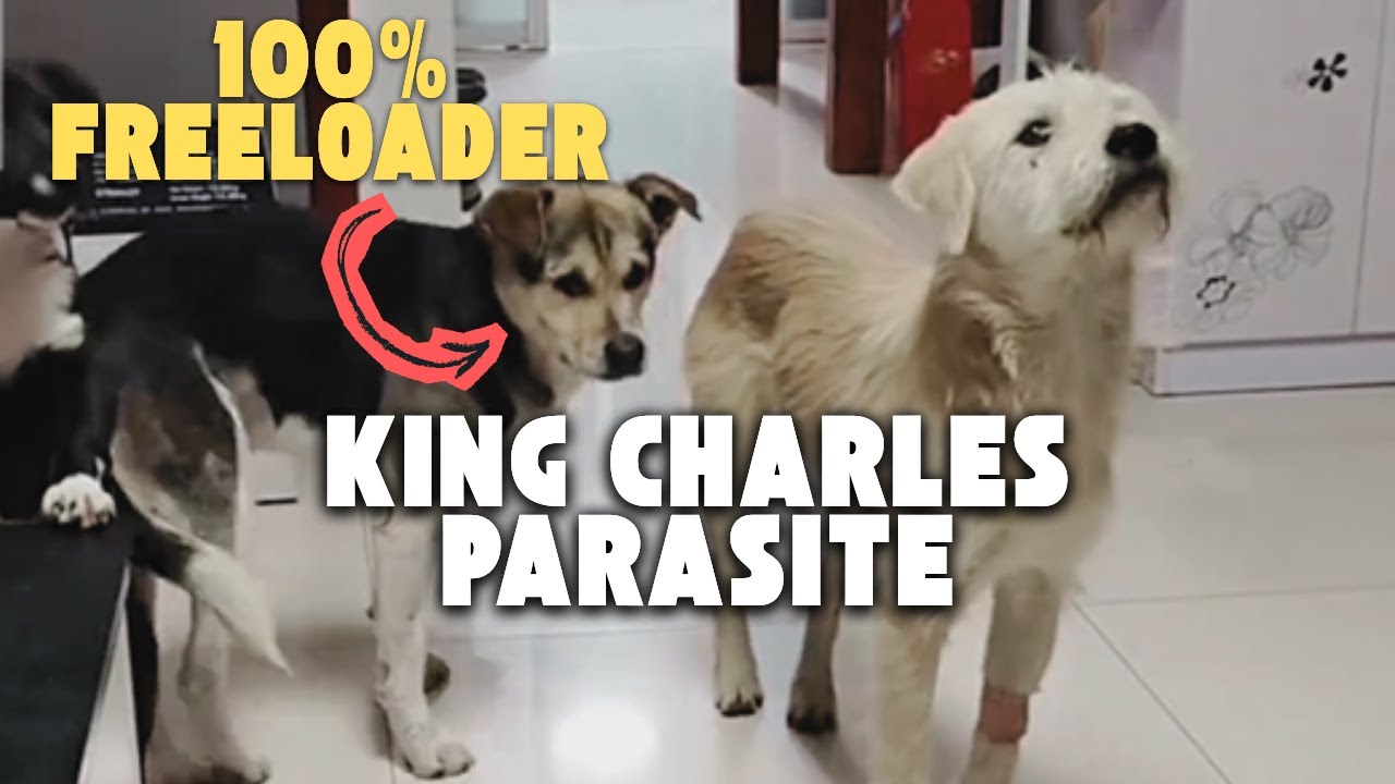 THE KING CHARLES PARASITE: Why Lao Hei is Still Alive.  (Hebei Forensics)