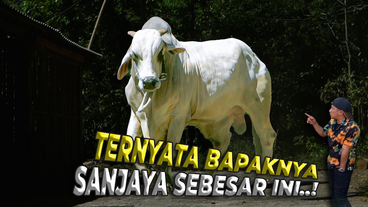 TERNYATA SANJAYA KETURUNAN SAPI PEJANTAN SUPER DARI KEBUMEN..!