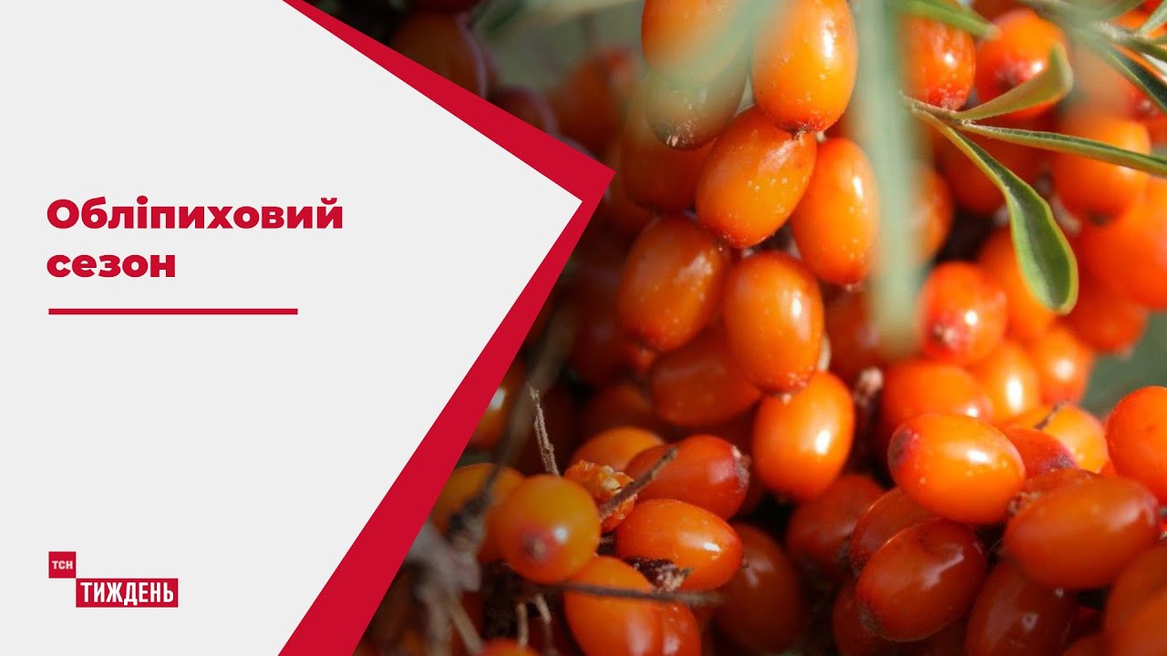 Природний антидепресант: чому українську обліпиху так шанують дієтологи і лікарі