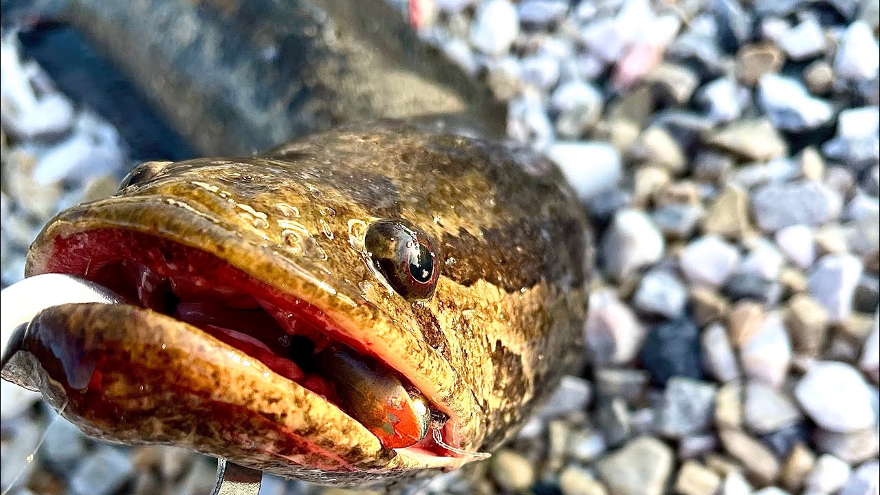 First SNAKEHEAD of 2022 in BLACKWATER, Maryland (WE BACK!!!)