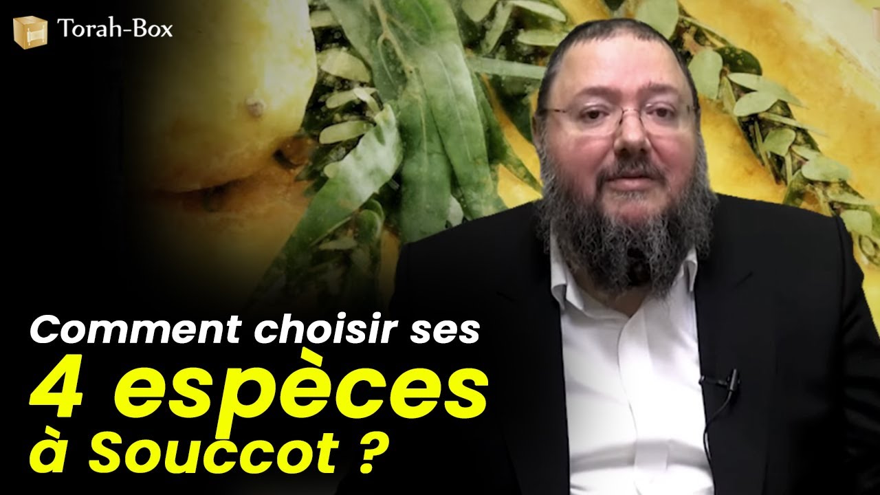 SOUCCOT 🍋 COMMENT CHOISIR SON LOULAV, ETROG, HADASS ET 'ARAVA ? (Rav Abichid)