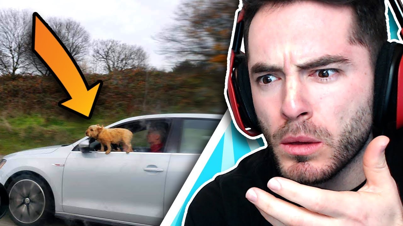 Someone Please Save This Dog (Idiots In Cars #13)