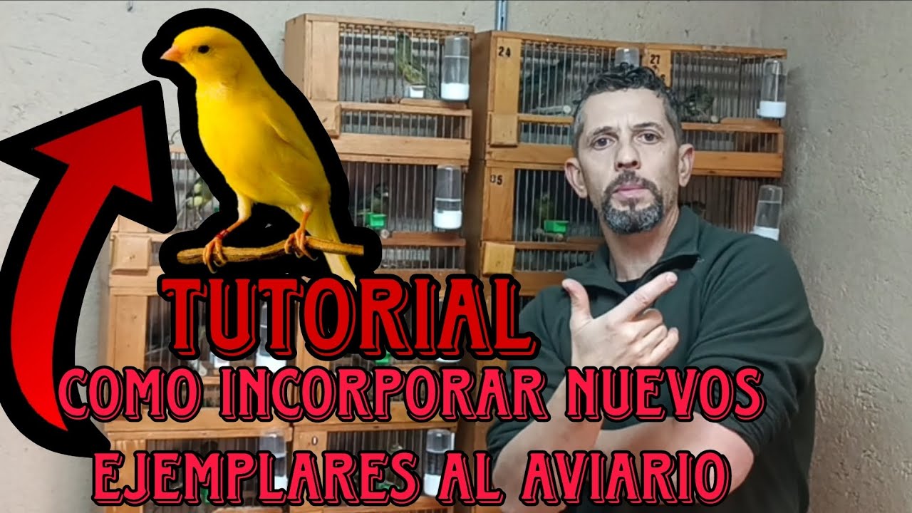 ‼️TUTORIAL de COMO INCORPORAR NUEVOS EJEMPLARES al AVIARIO 💯🐦