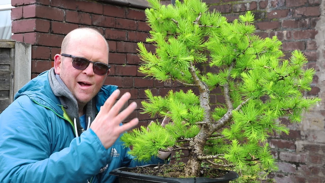 my TOP 10 favourite bonsai trees!