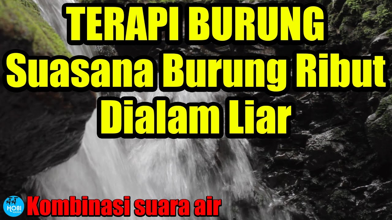 TERAPI BURUNG SUASANA BURUNG RIBUT DIALAM LIAR | Kombinasi Terapi Air