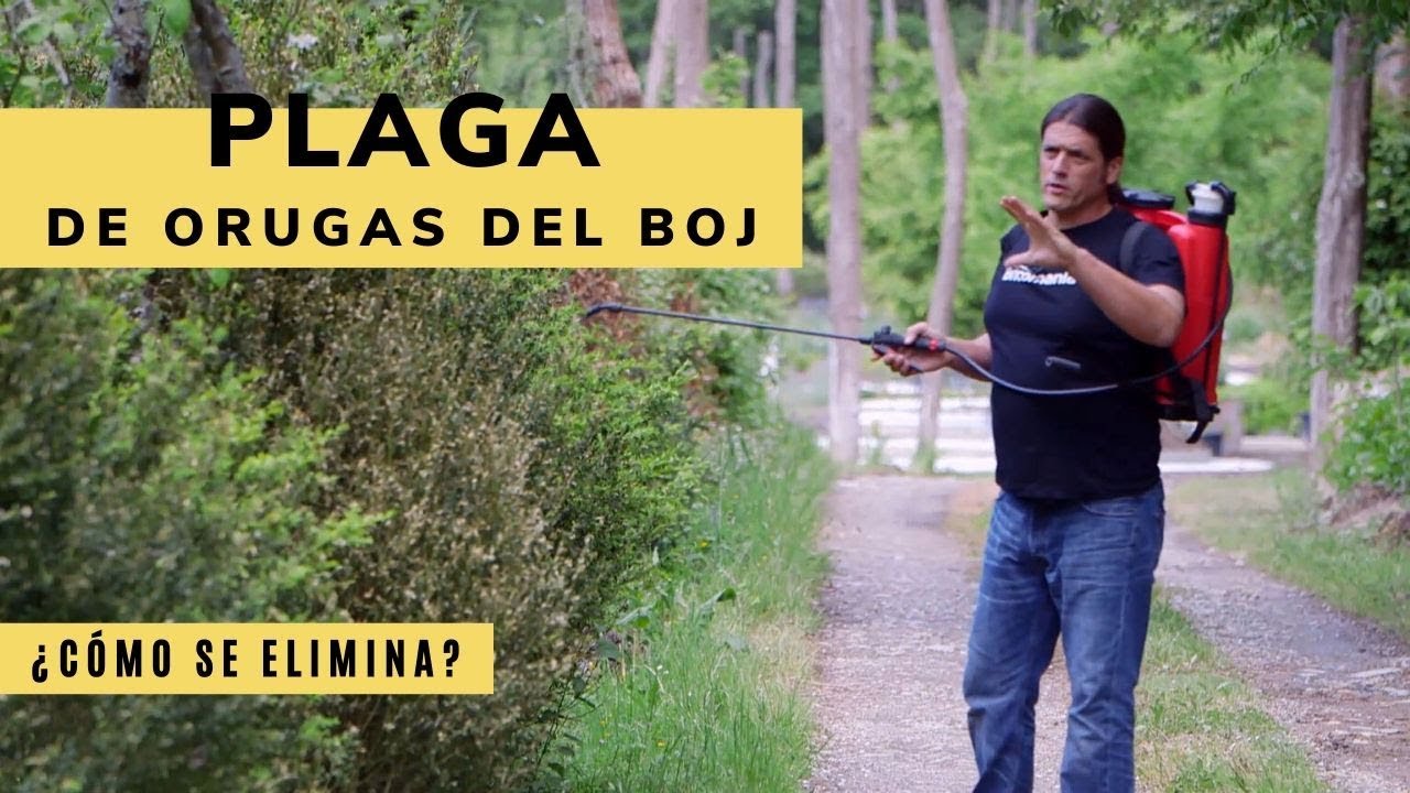 Cómo eliminar plaga de orugas del boj - Bricomanía - Jardinatis