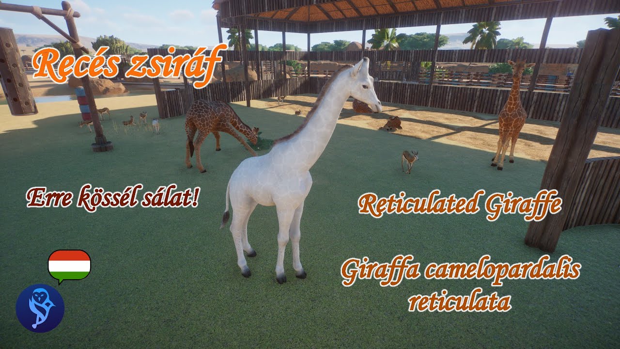 🦒Állatbemutató #96 | Recés zsiráf - Erre kössél sálat!
