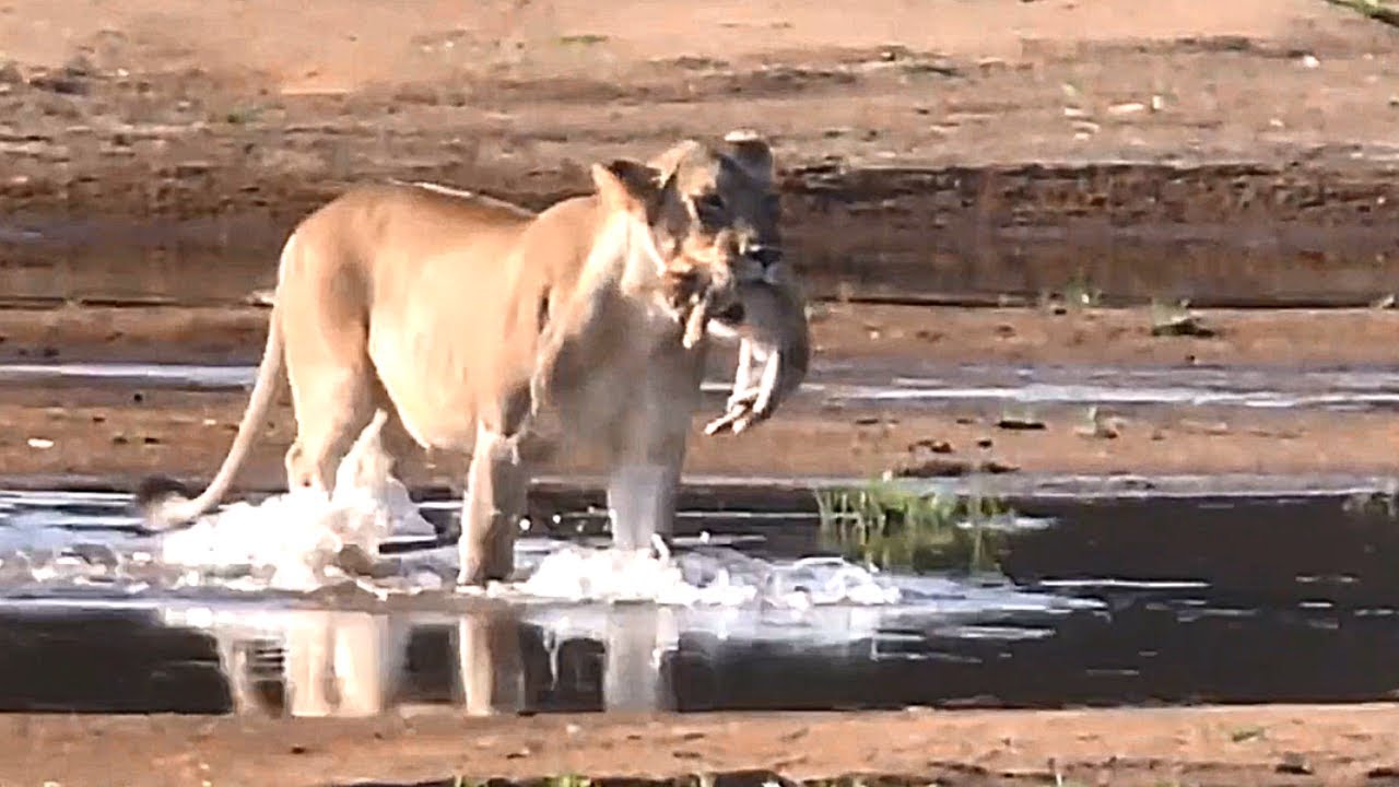 This is How Lioness Protects their Cubs || Lion Cubs  life
