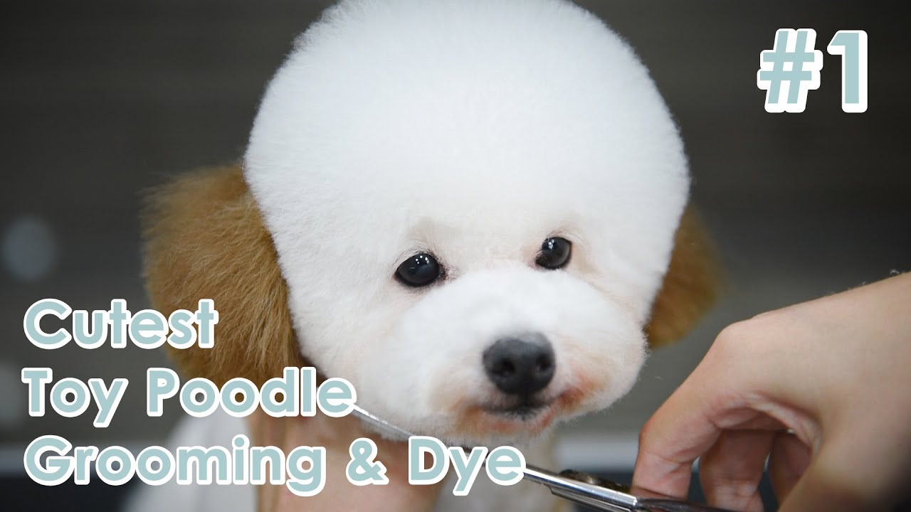 Pet Grooming - Cutest Puppy Toy Poodle Grooming & Hair Dye