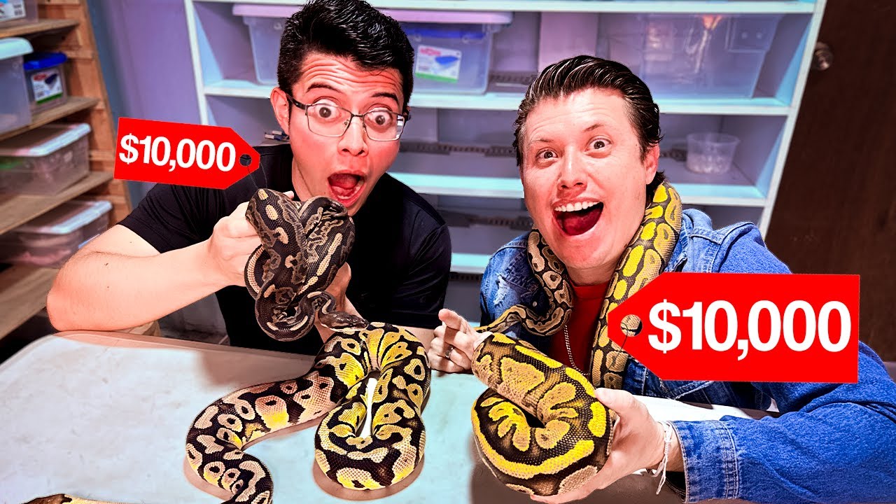 Este es el secreto del mejor Criadero de reptiles de Mexico, Ratas africanas, serpientes y mas...