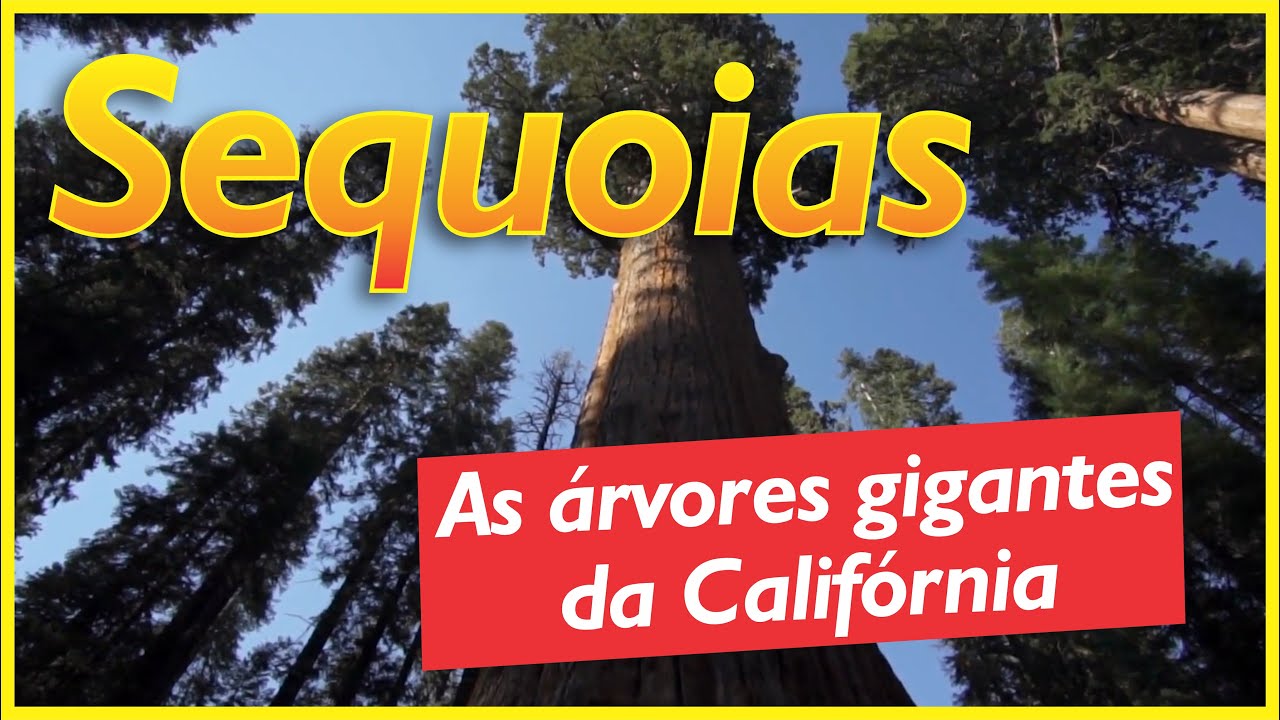 As gigantescas sequoias americanas