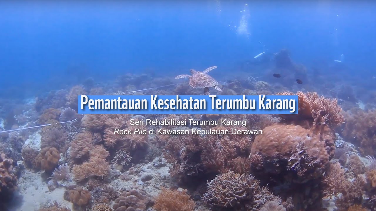 Rehabilitasi Terumbu Karang Rock Pile di Kawasan Kepulauan Derawan