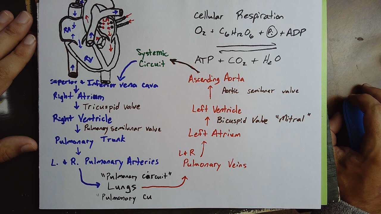 Blood flow through the heart
