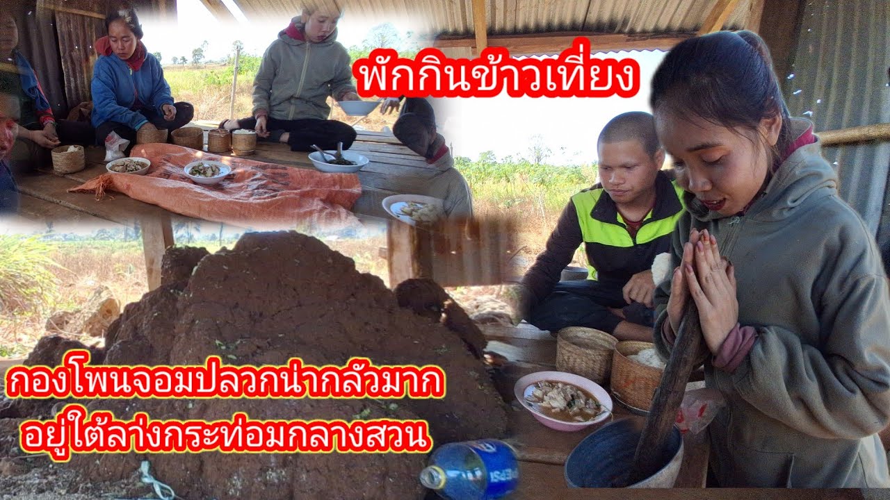 บรรยากาศวิถีชีวิตวันนี้กินข้าวที่ป่าสวนมันสําปะหลัง17 กุมภาพันธ์ ค.ศ. 2026
