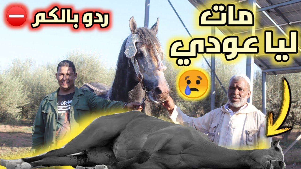 أصعب إحساس،يموت ليك عودك 😢 شوفو الصفقة لي درت مع سمحمد برزوق ،باع ليا عود  زرك ملكي#حصان #lbardi