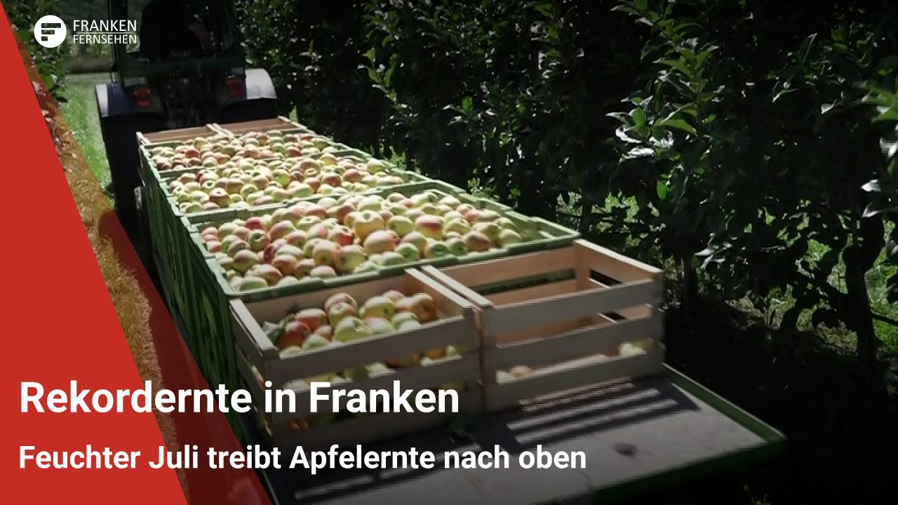Rekordernte: Feuchter Juli treibt Apfelernte nach oben