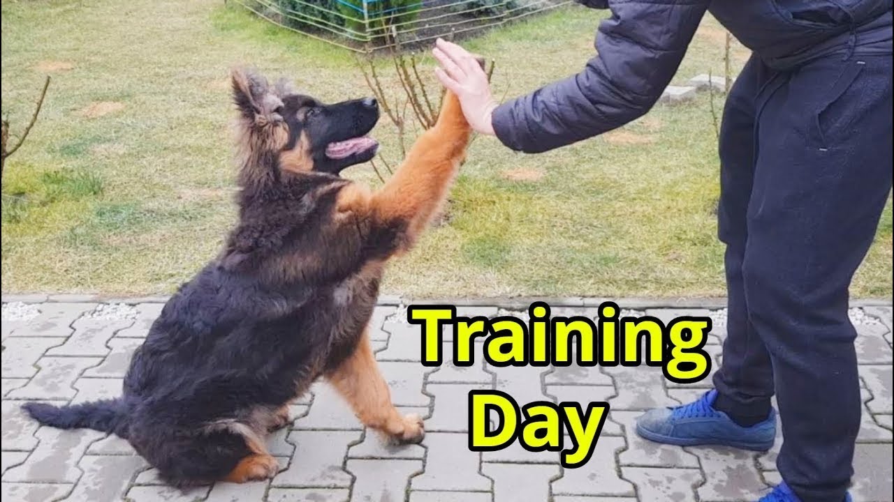 EVO German Shepherd Dog Training Day Lesson - Day 138 in the Life of a German Shepherd