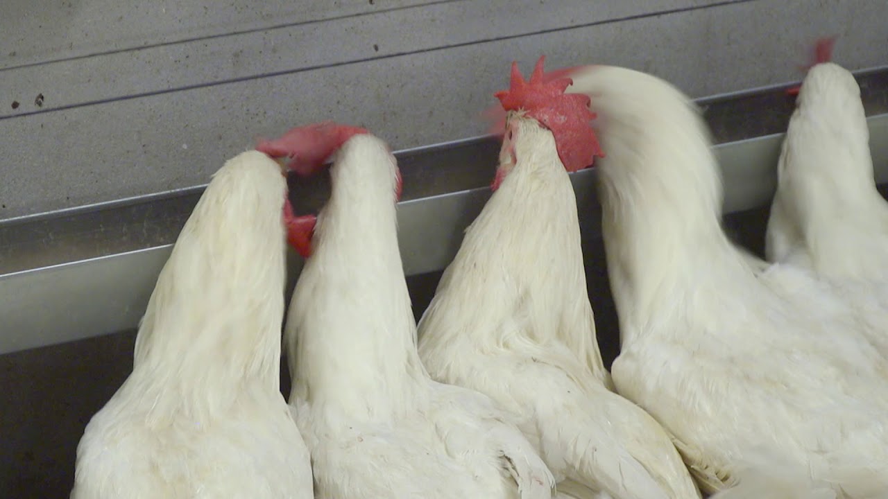 Matrix, feedtrough exclusively for males by VDL Agrotech