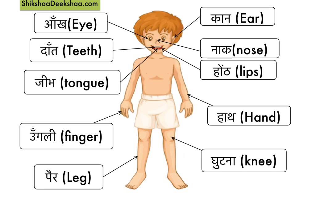 Learn hindi lesson 23 - Parts of the body ( शरीर के अंग)
