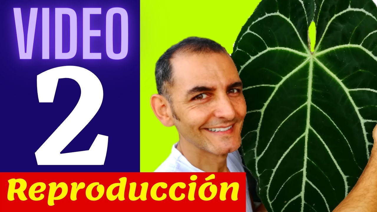 Anthurium Clarinervium | como cuidar anturios | cuidado anturios | siembra y propagación de anturios