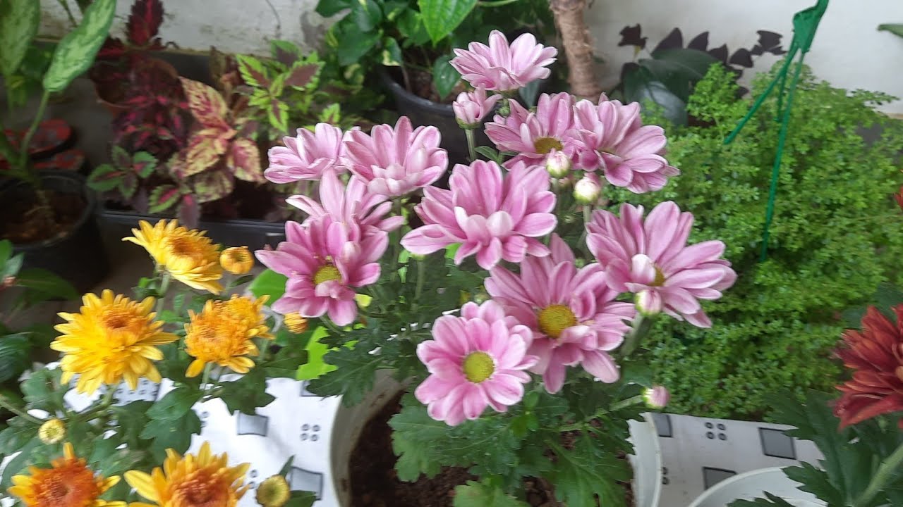ලස්සන කපුරු මල් ගන්න මෙහෙම හිටවමු