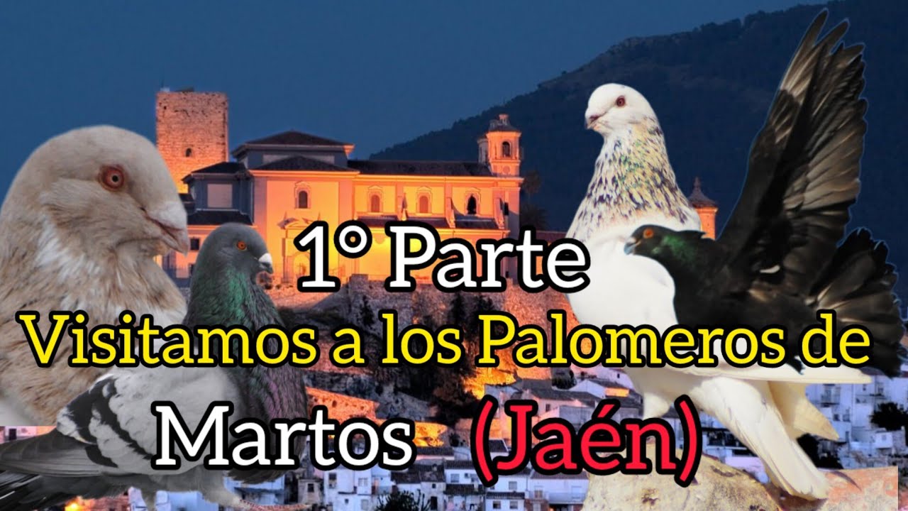 Visitamos a los Palomeros de Martos (Jaén) criadores del Buchón Marteño raza de vuelo y belleza