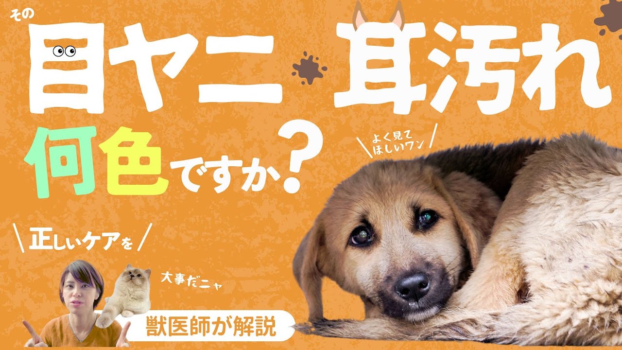 【獣医師が解説】おうちケアの第一歩！体質を見極めて正しいケアをしましょう