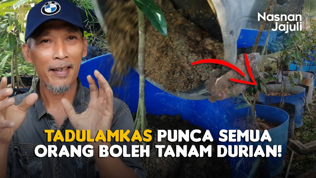 Teknik Tadulamkas Punca Semua Orang Boleh Tanam Sendiri Pokok Durian Yang Berbuah Di Rumah!