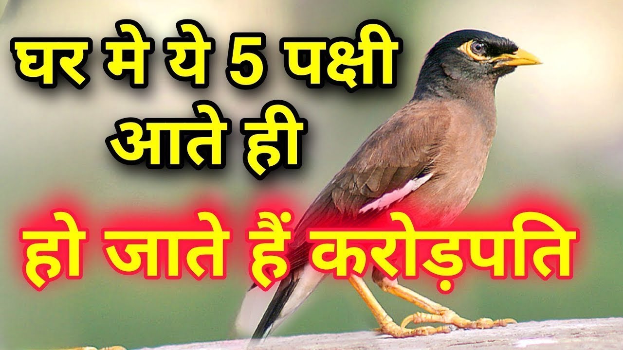 घर में ये 5 पक्षी आने से करोड़पति हो जाते हैं किस्मत वालों के घर मेंही आते हैं ऐसे पक्षी