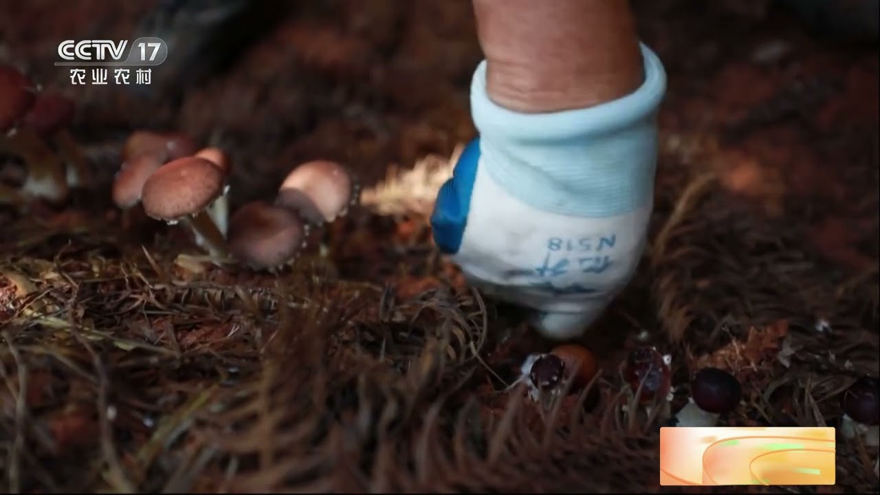 [三农长短说]够新鲜&middot;果蔬飘香 江西黎川野外种植赤松茸成熟了|农业致富经 Agriculture And Farming