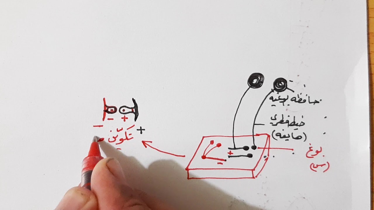 م١٢/ التكاثر في الفطريات ( عفن الخبز الاسود )