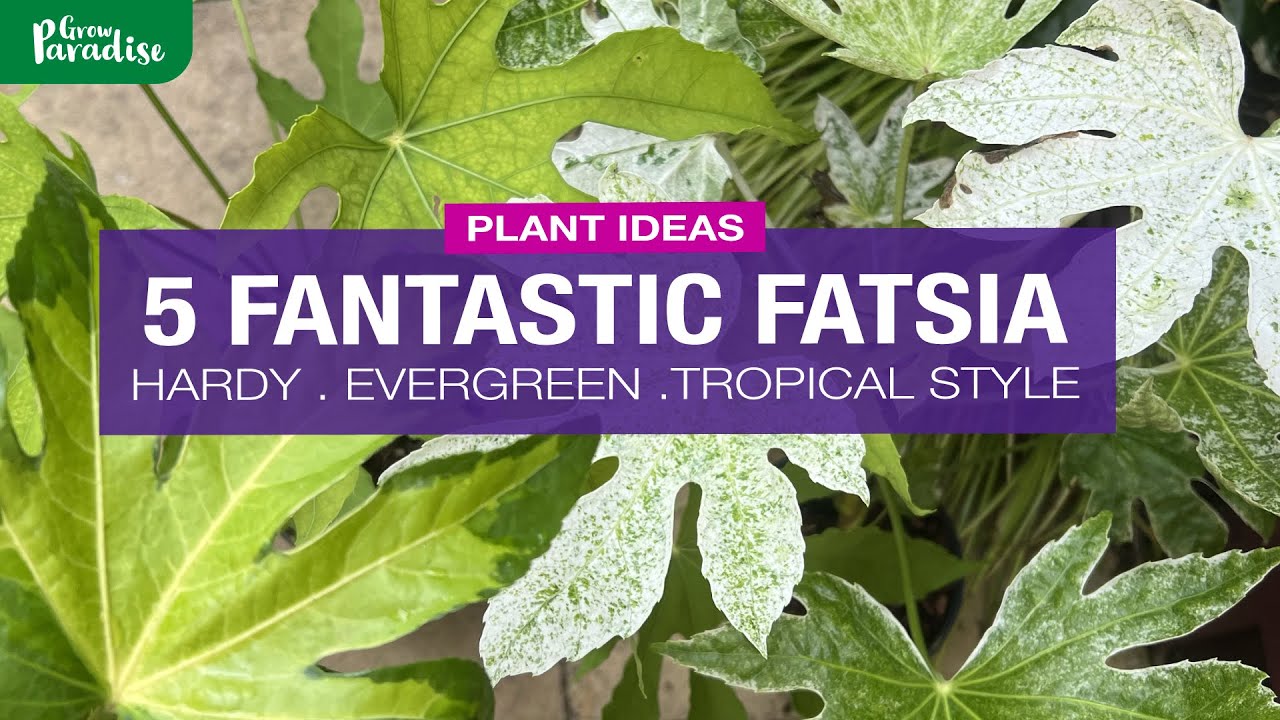 5 FANTATSIC FATSIA - Hardy, Evergreen & Tropical Style