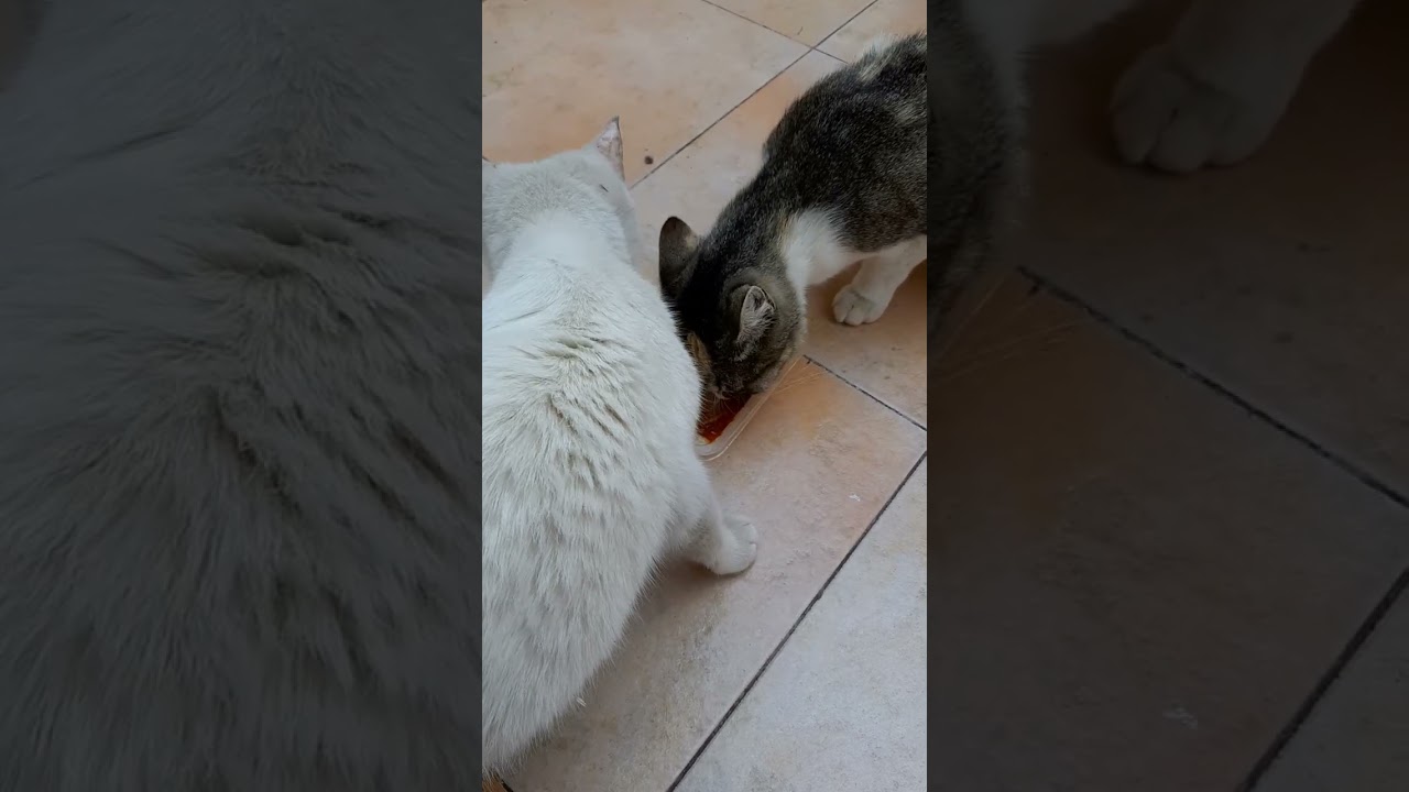 هرة وأختها تبارك الله عليهم 🌻🌻