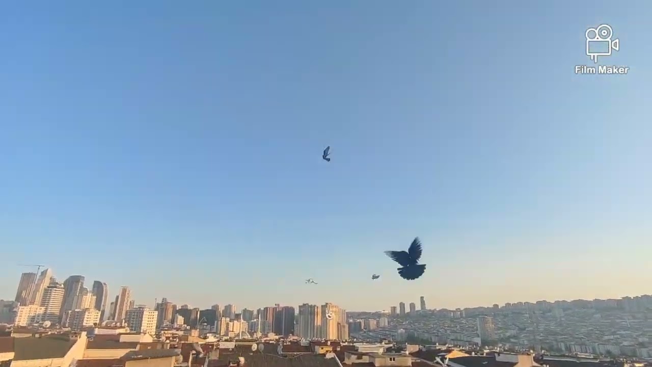 KUŞLAR  YUVARLAKTAN NASIL ÇIKARIRIZ
