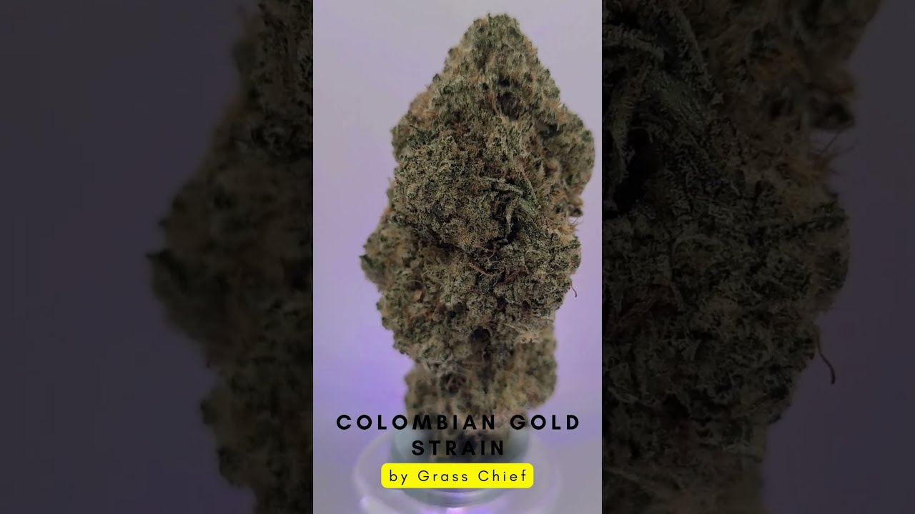 High Quality Colombian Gold Strain by Grass Chief