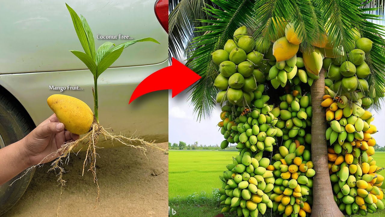 Great  !! Grafting Coconut Fruit with Mango Fruit Get Great Fruit