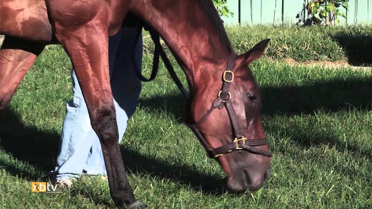 Beholder enjoys her quiet time at the barn