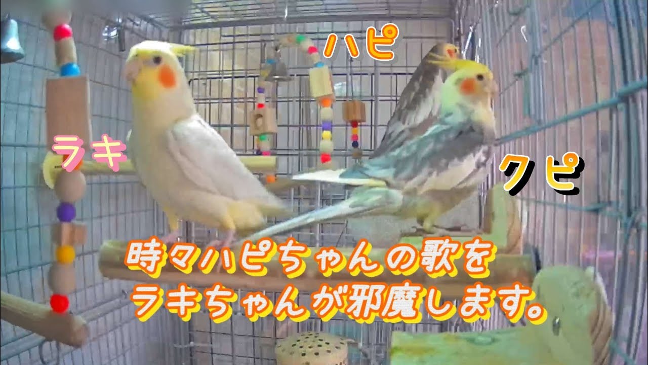 ハピちゃんの歌を邪魔するラキちゃん。#ハピ #happy #ラキ #lucky #オカメインコ #cockatiel #オカメインコのいる暮らし 