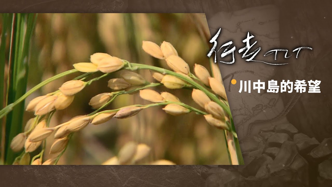 川中島的希望 | 行走TIT 第1集
