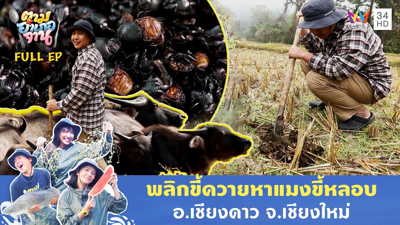 ลุยหา 'แมงขี้หลอบ' ใต้ขี้ควายหน้าหนาว อ.เชียงดาว จ.เชียงใหม่ | ตามอำเภอจาน | 10 มี.ค. 69 Full EP