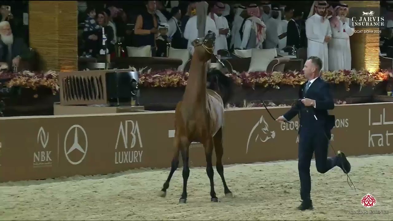 N.144 AZZAM UMM ALUDHAM - GCAT Doha 2026 - Colts 3 Years Old B (Class 6B)