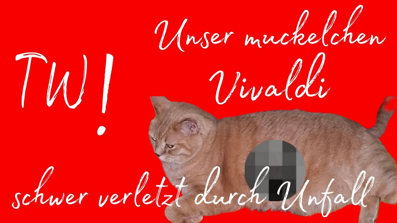 Vivaldi ,  schwer verletzt 😿 durch einen Unfall 😔